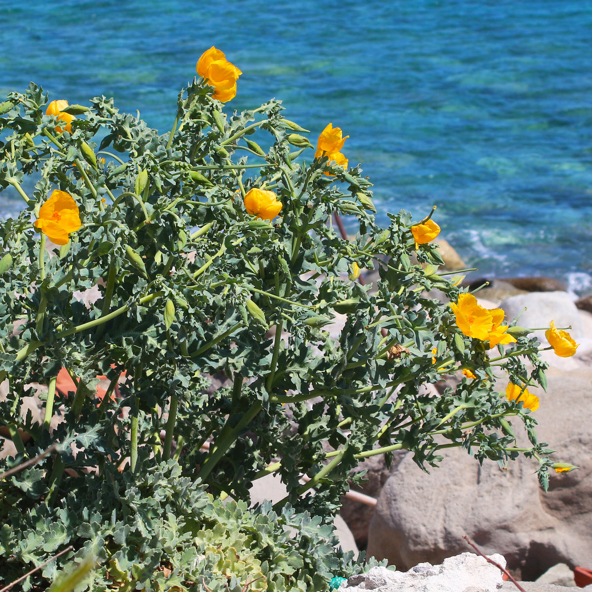 Vaste planten - Gele hoornpapaver - Glaucium flavum