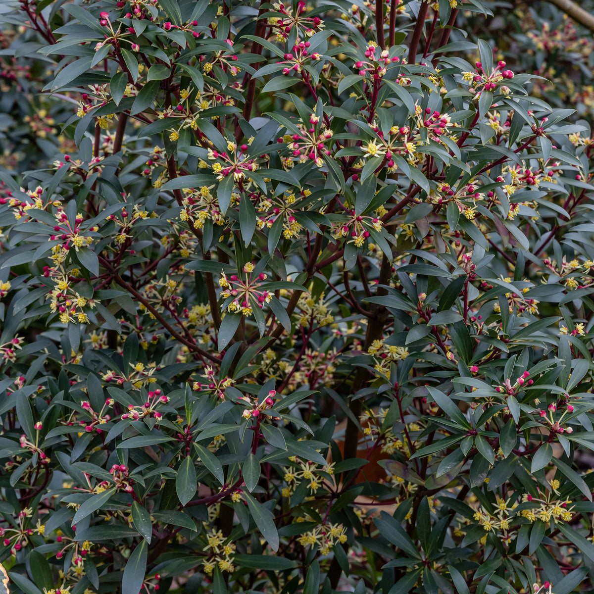 Tasmaanse Peper - Bakker