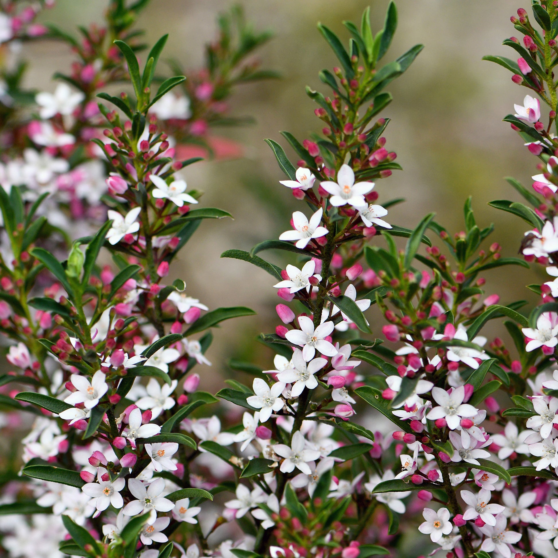 Wasbloem - Eriostemon myoporoides (philotheca) - Bakker
