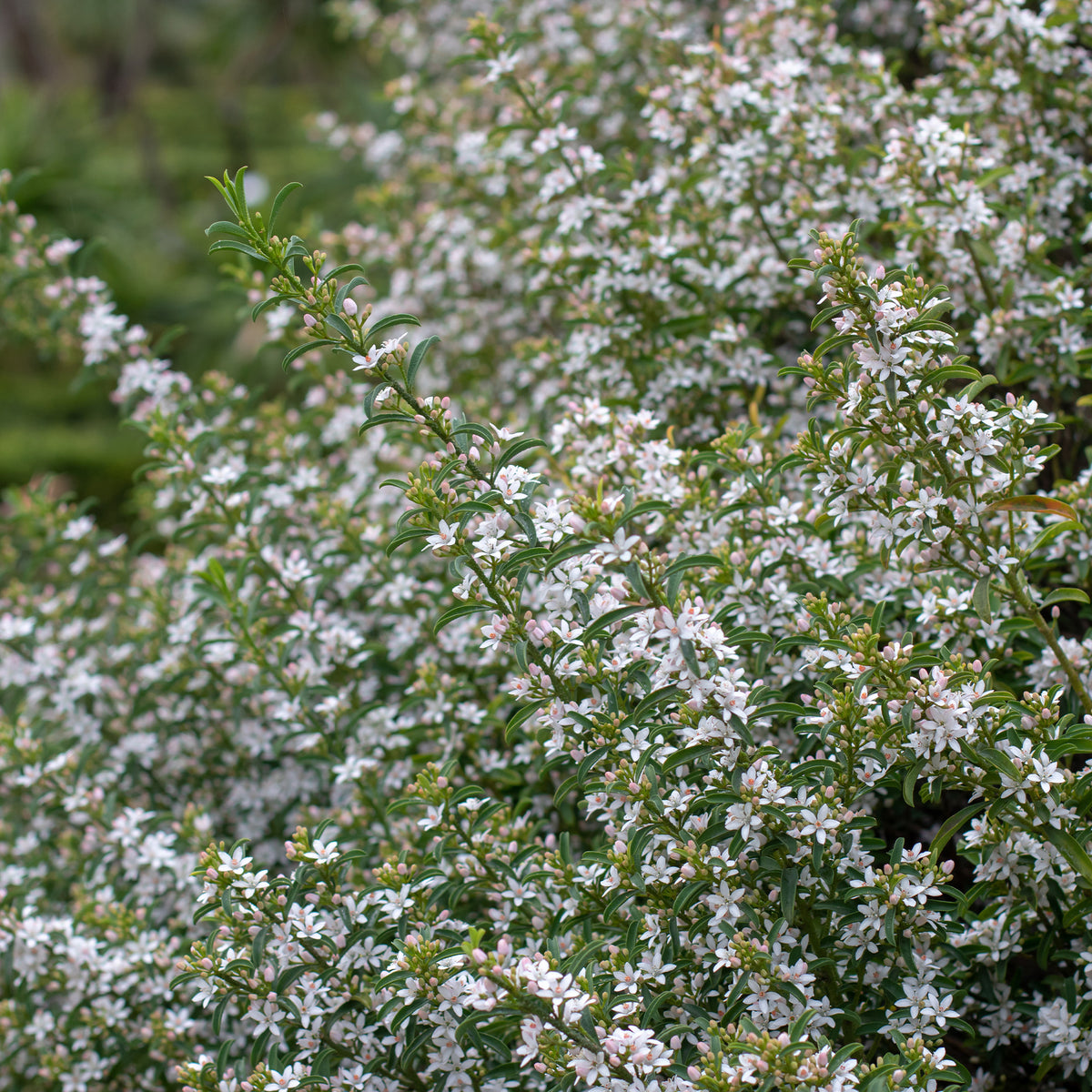 Eriostemon myoporoides (philotheca) - Wasbloem - Heesters