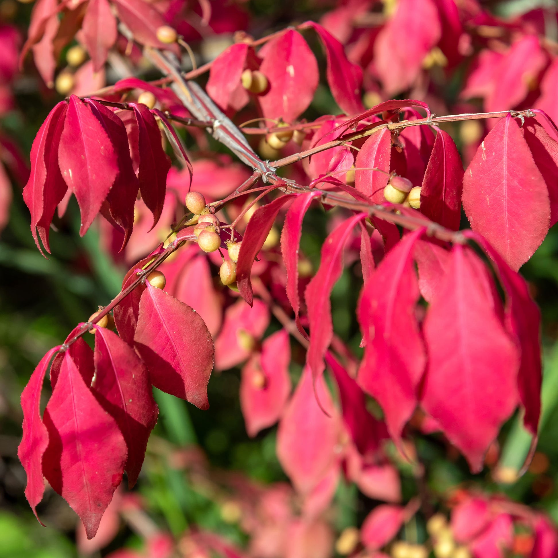 Phellomanus Kardinaalsmuts - Euonymus phellomanus - Bakker
