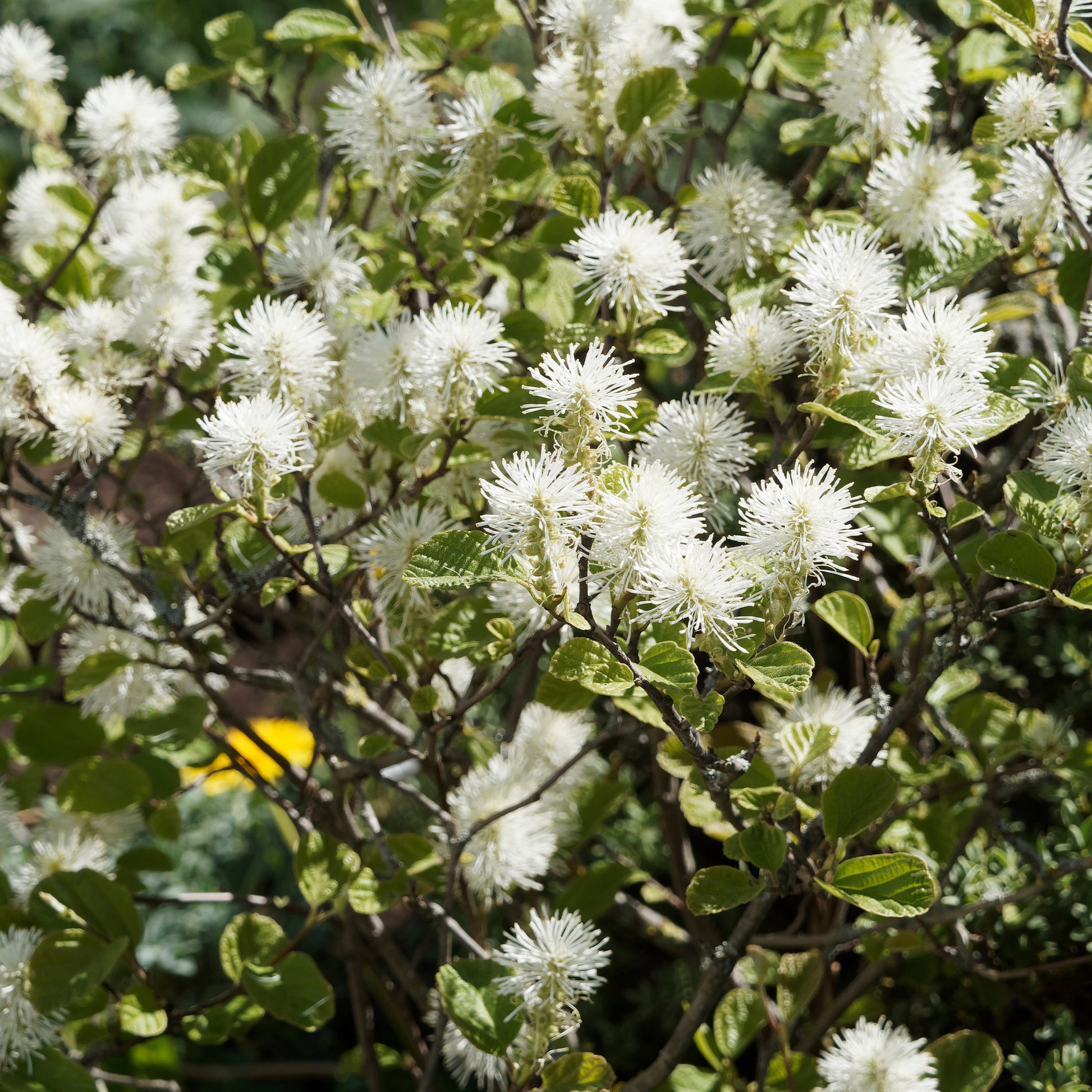 Lampenpoetserstruik - Fothergilla major - Bakker