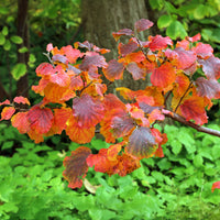 Lampenpoetserstruik - Fothergilla major - Bakker