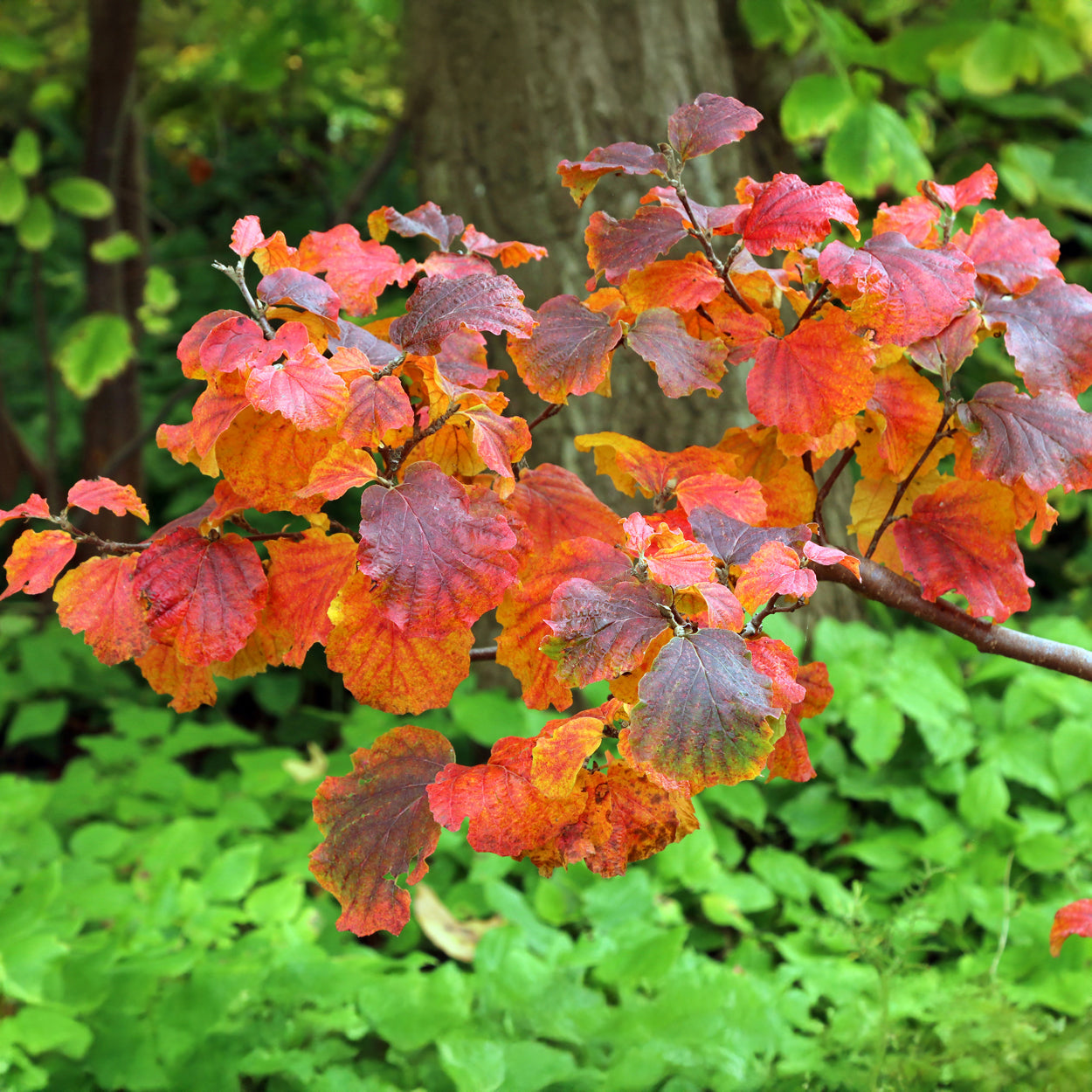 Lampenpoetserstruik - Fothergilla major - Bakker