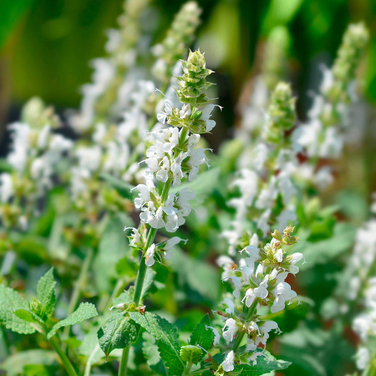 Bossalie 'Sensation White'