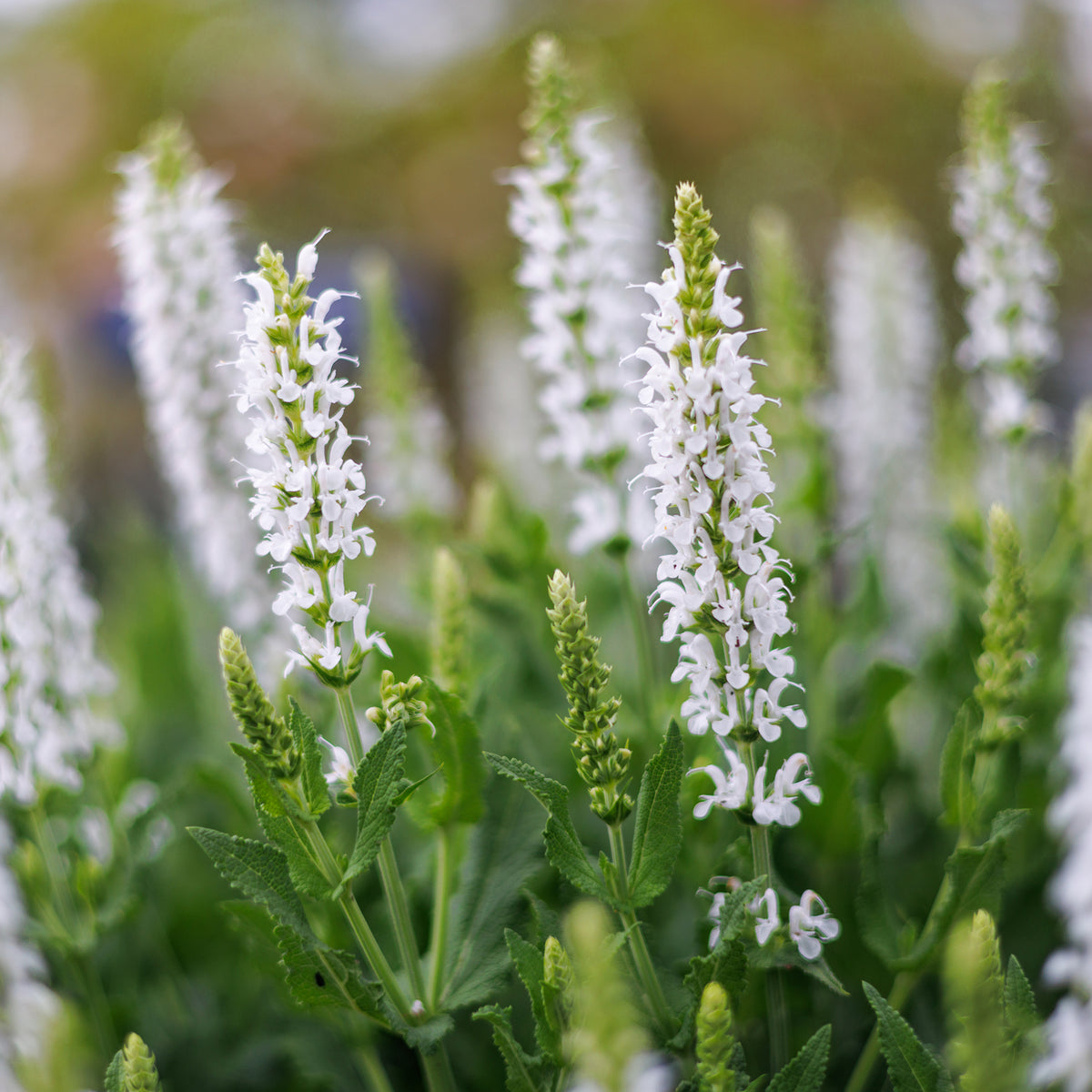 Bossalie 'Sensation White'