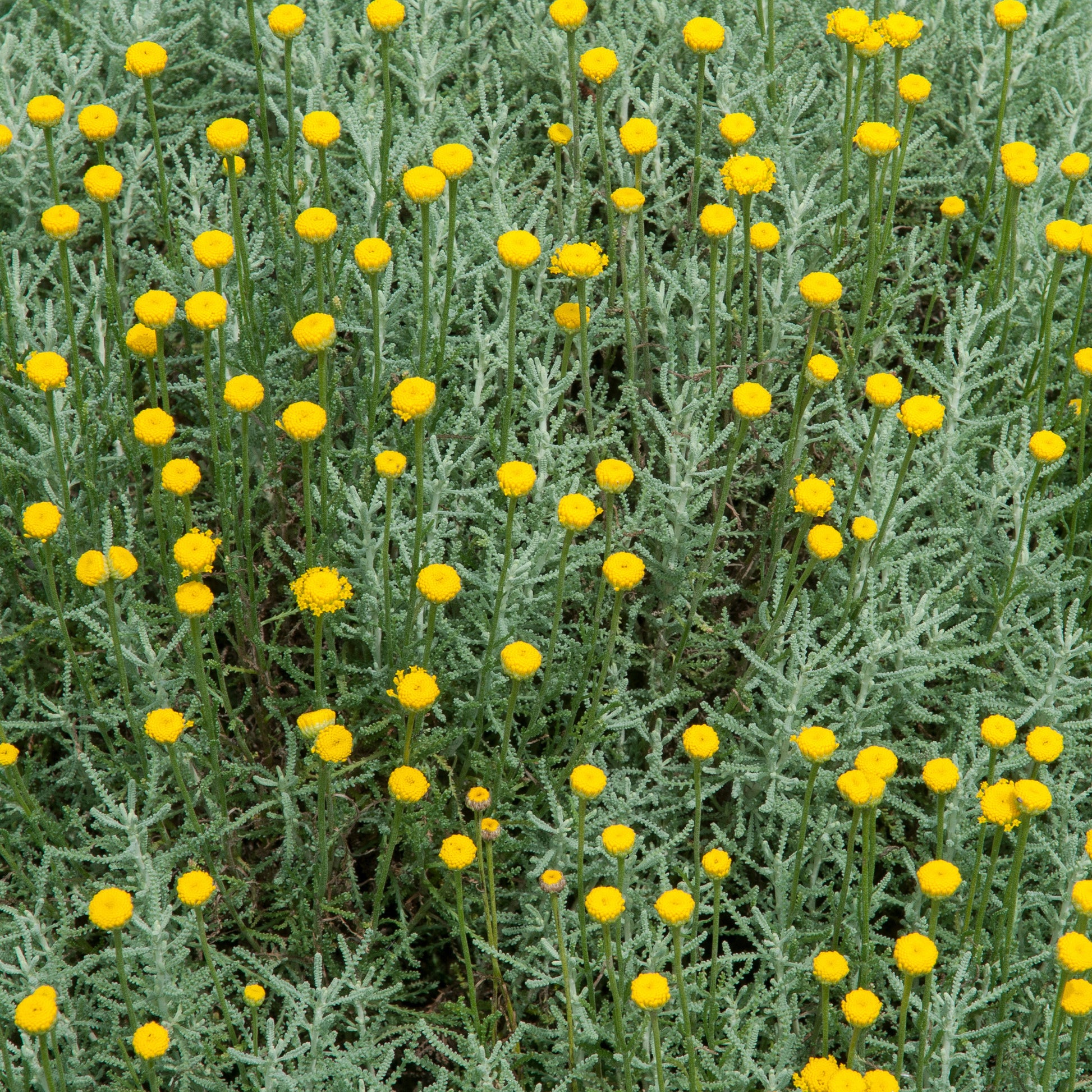 Santolina chamaecyparissus - Heiligenbloem - 