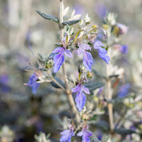 Teucrium fruticans 'azureum' - Gamander 'Azureum' - Vaste planten