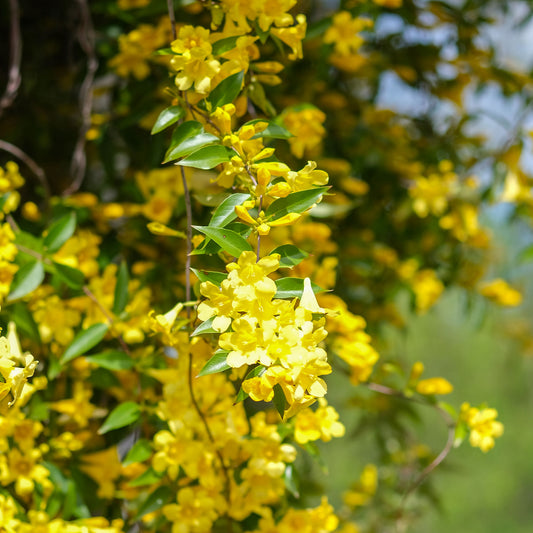 Gele jasmijn - Bakker