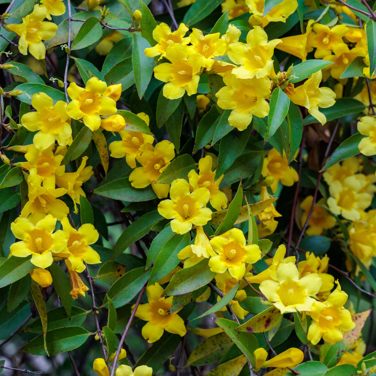 Gele jasmijn - Gelsemium sempervirens - Bakker
