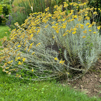 Kerrieplant - Helichrysum italicum subsp. serotinum - Bakker