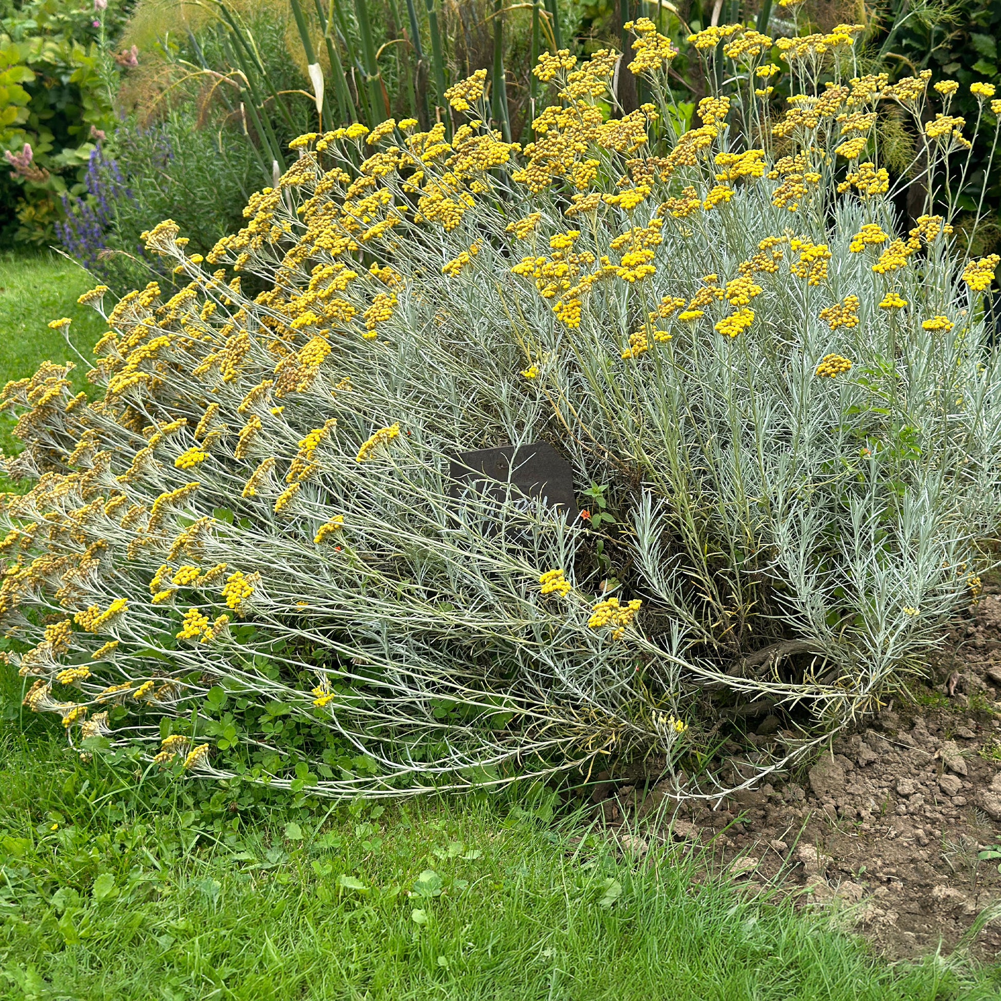 Kerrieplant - Helichrysum italicum subsp. serotinum - Bakker