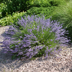 Lavendel 'Dutch' - Bakker