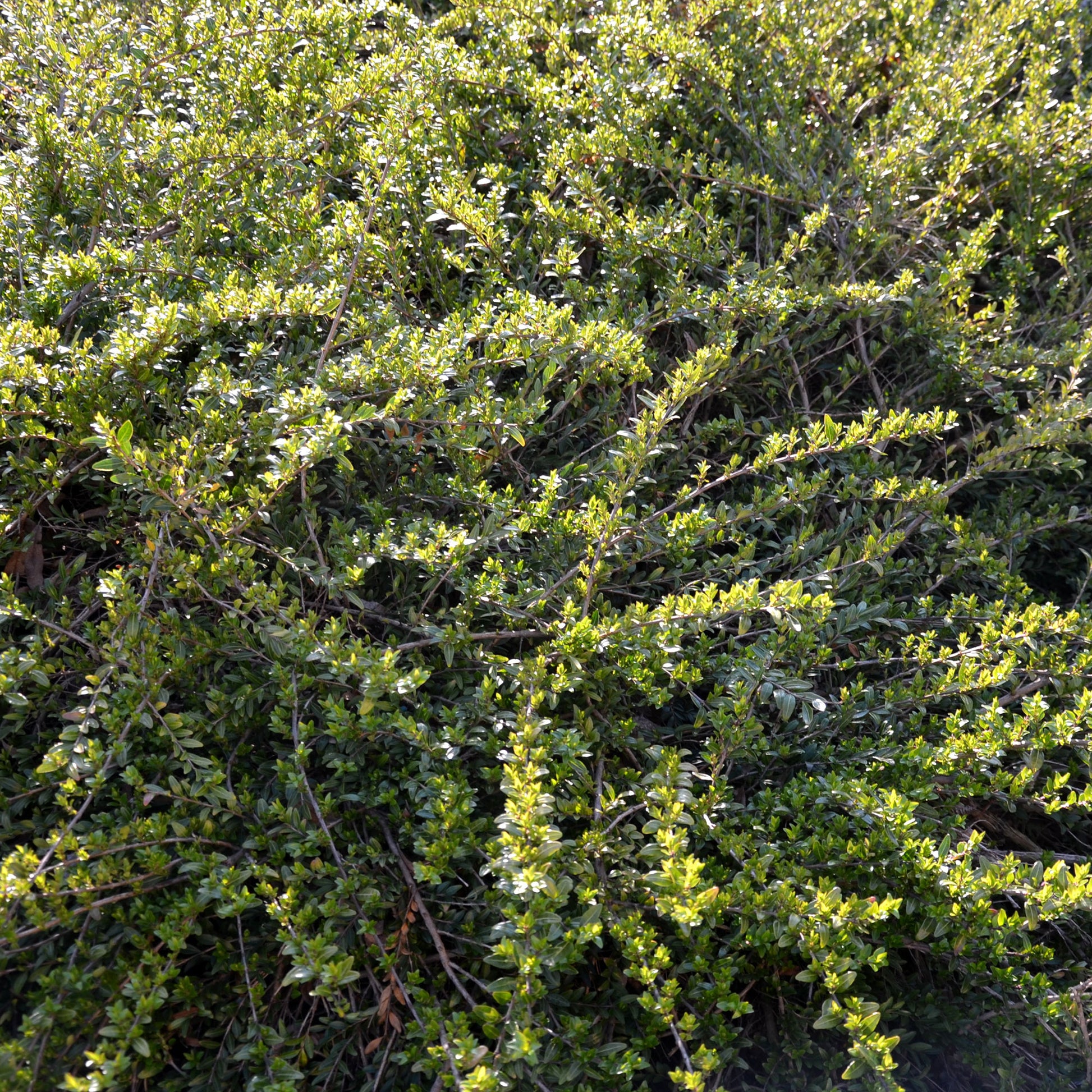 Kamperfoelie 'Moss Green' - Bakker