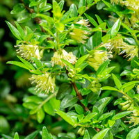 Kamperfoelie 'Moss Green' - Lonicera pileata 'moss green' - Bakker