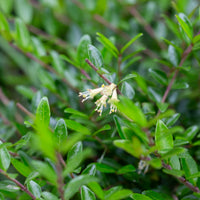 Wintergroene heesters - Kamperfoelie 'Moss Green' - Lonicera pileata 'moss green'