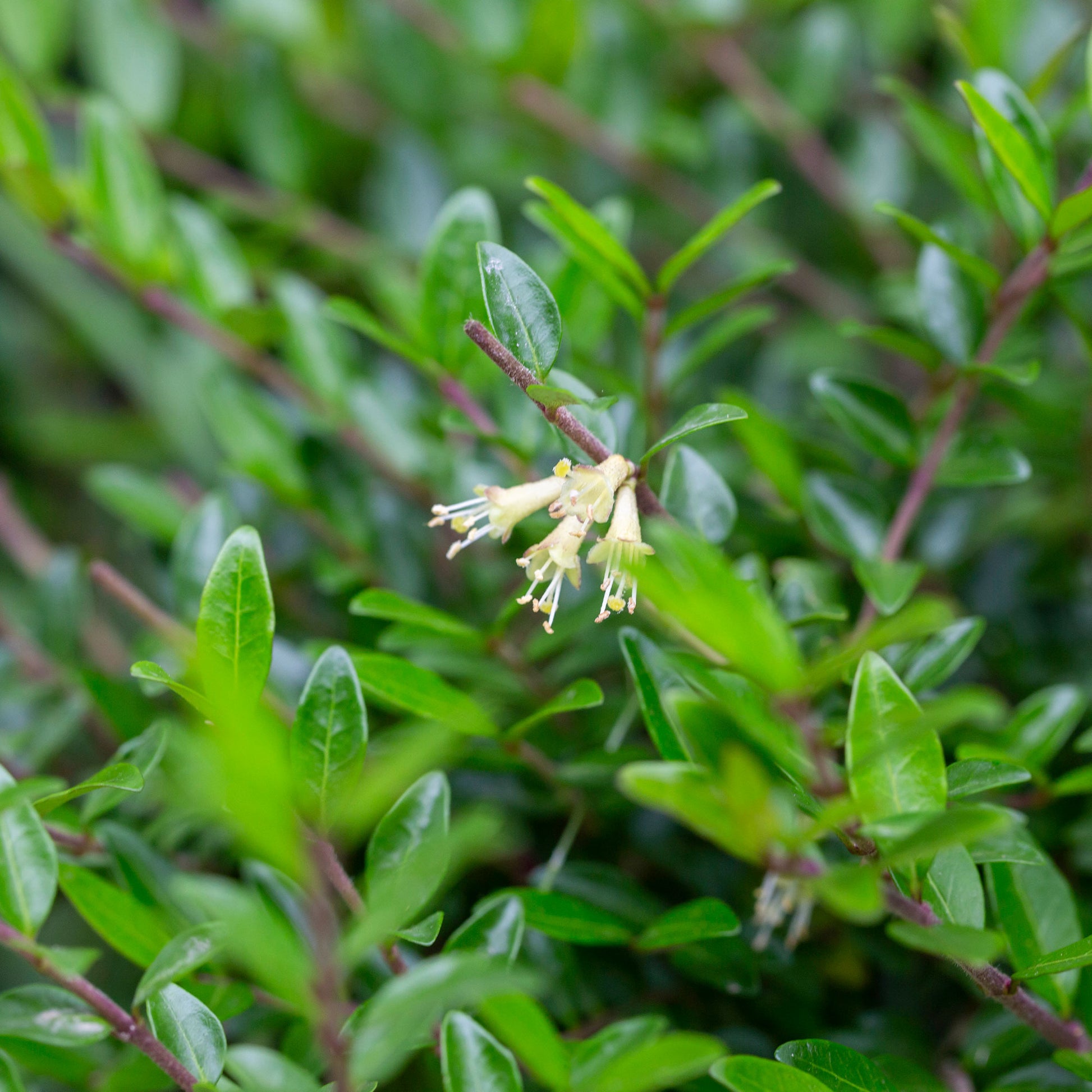 Wintergroene heesters - Kamperfoelie 'Moss Green' - Lonicera pileata 'moss green'