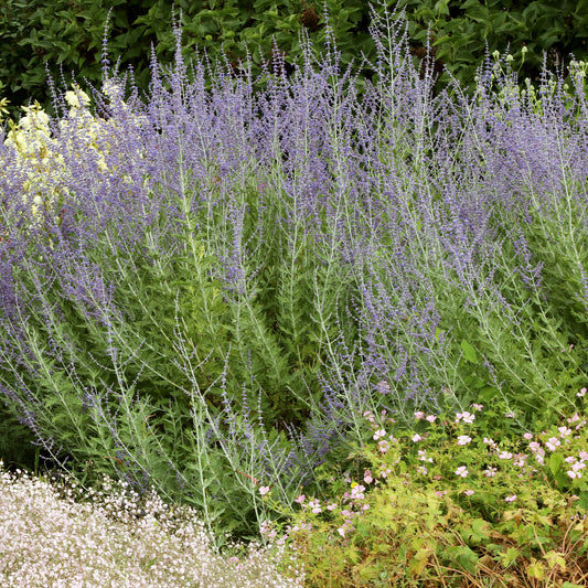 Russische salie 'Little Spire' - Bakker