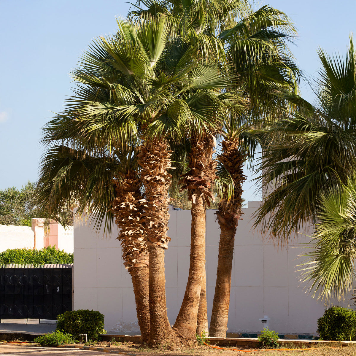 Verkoop Californische palm - Washingtonia filifera