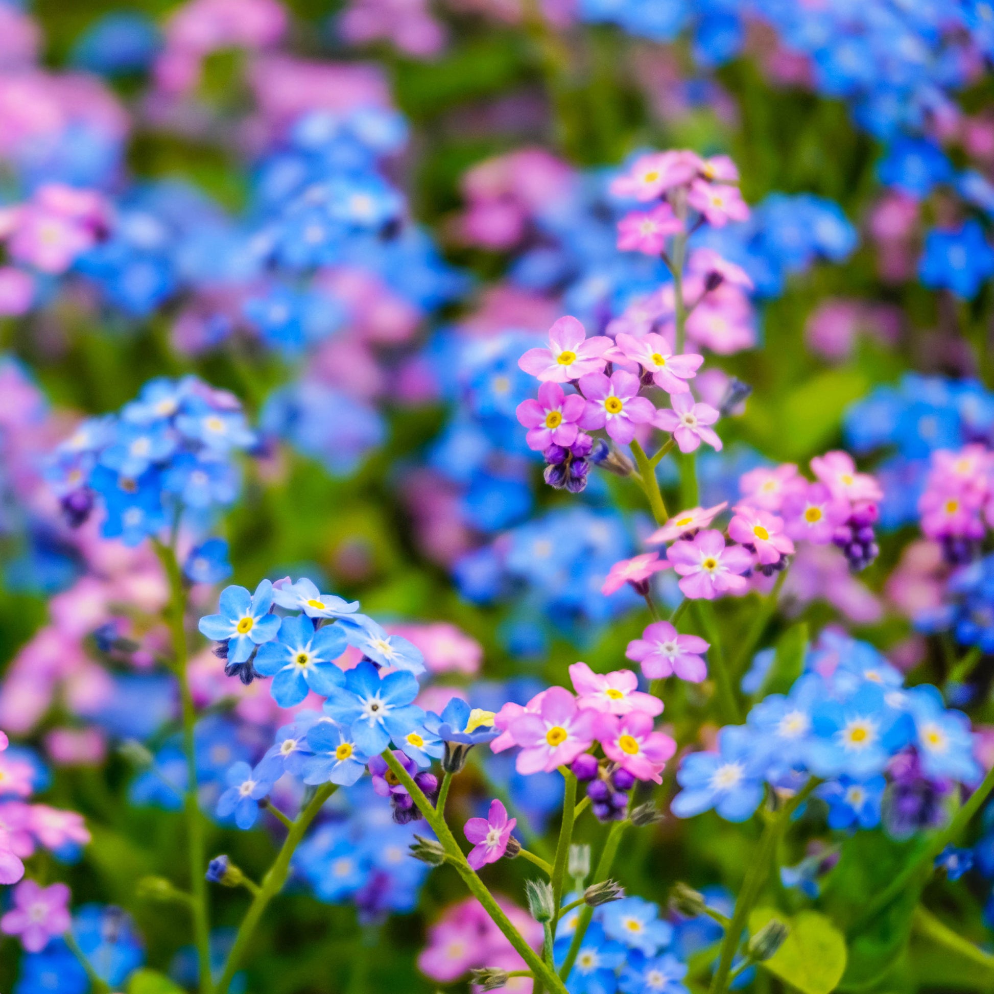 Vergeet-mij-nietje Mix - Myosotis alpestris - Bakker