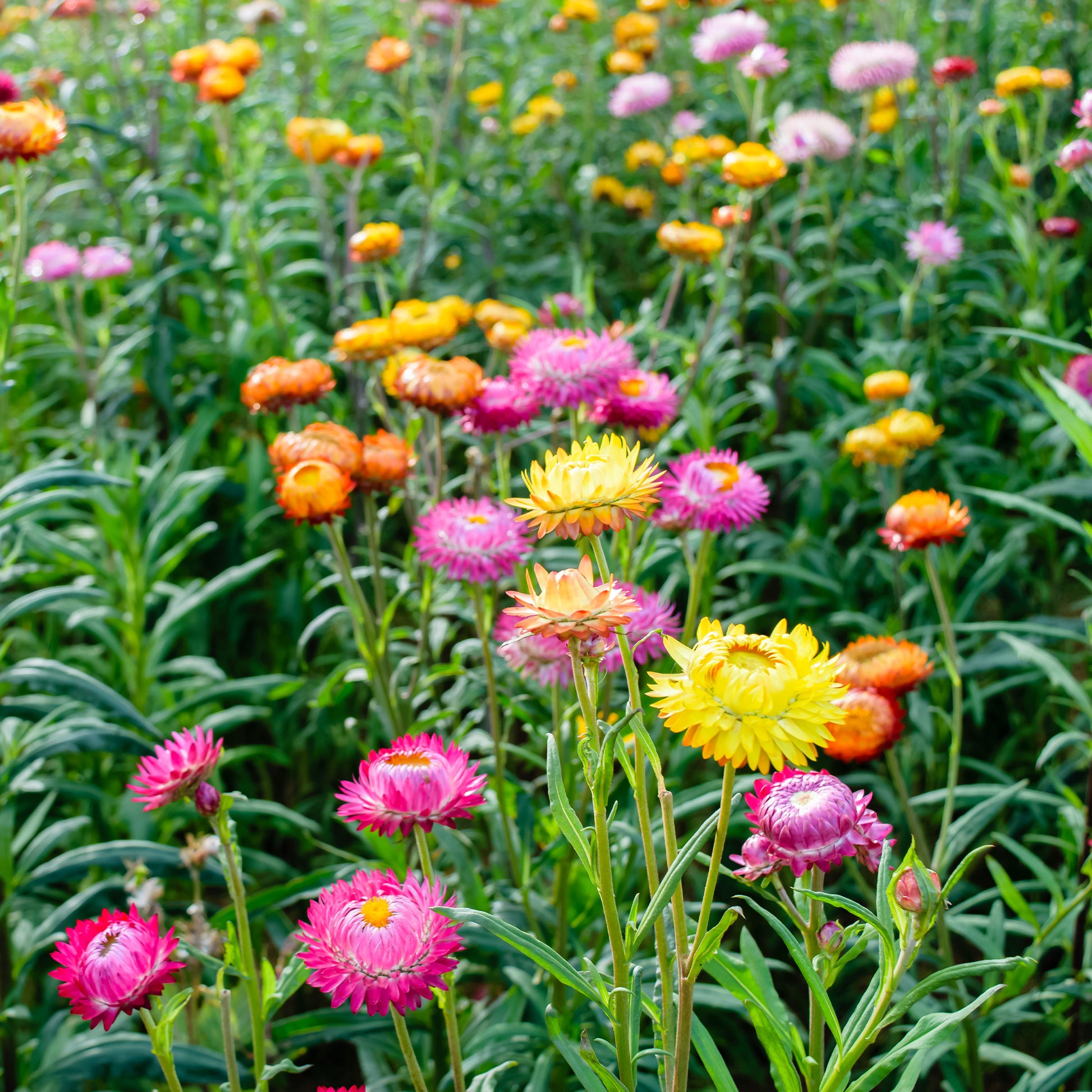 Grootbloemige strobloem Mix - Xerochrysum bracteatum - Bakker