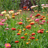 Grootbloemige strobloem Mix - Bakker