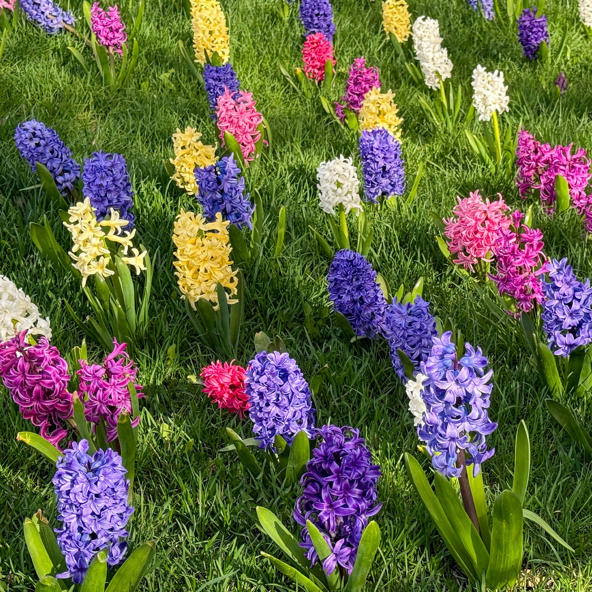 Hyacinthen gemengd - Bakker
