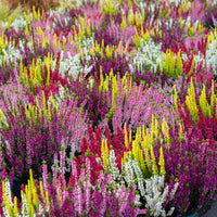 Struikheide - rood + roze + geel (x6) - Bloeiende vaste planten - Bakker