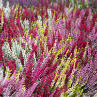 Struikheide - rood + roze + geel (x6) - Calluna vulgaris - Bakker