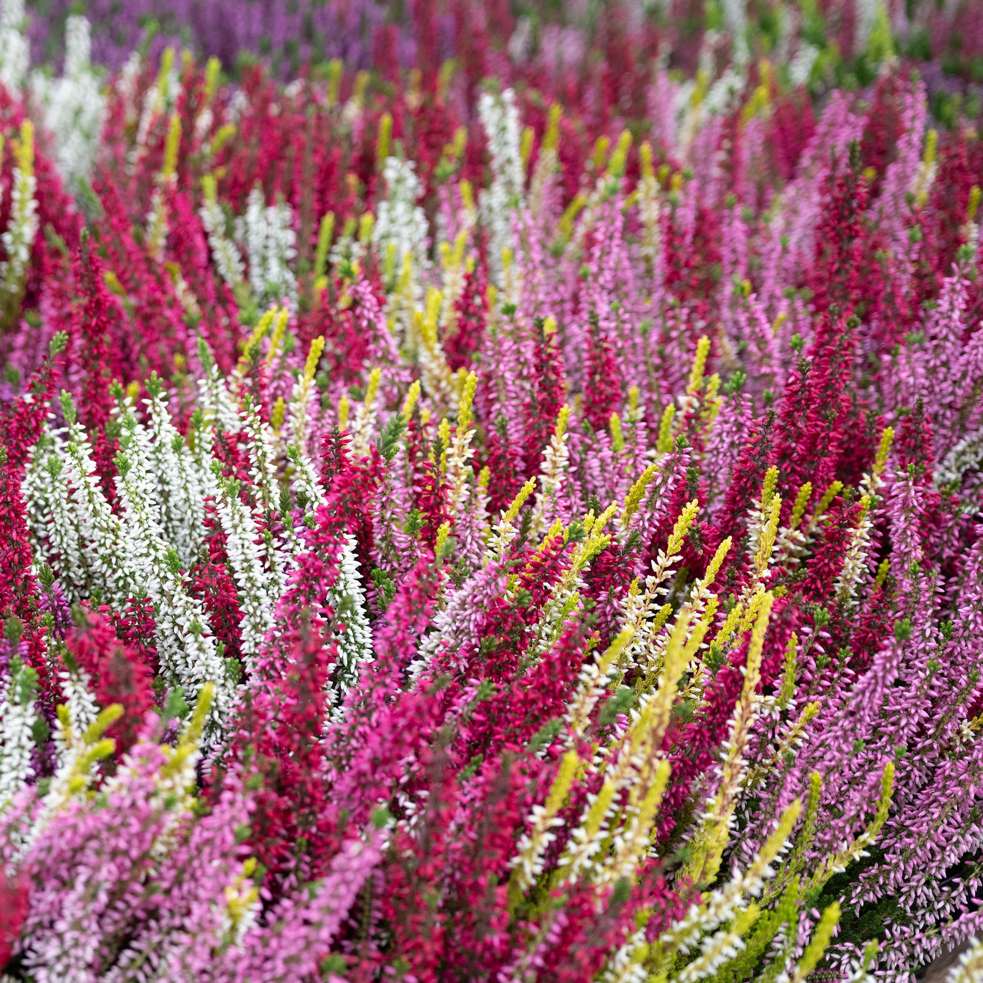 Struikheide - rood + roze + geel (x6) - Calluna vulgaris - Bakker