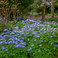 Anemoon - Anemone Blanda Blauw (x30) - Anemone blanda Blue Shades