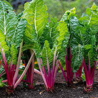 Snijbiet 'Rhubarb Chard' - Bakker