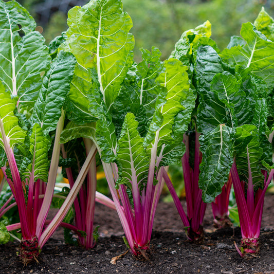 Snijbiet 'Rhubarb Chard' - Bakker