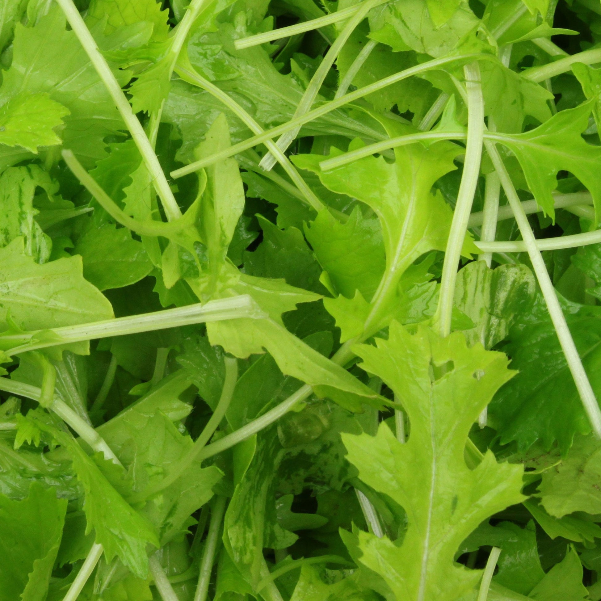 Bladmoes Namenia Bio - Bakker