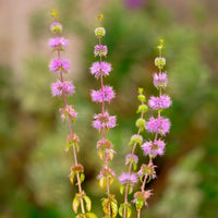 Polei - Mentha pulegium - Bakker
