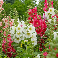 Stokroos Mix 'Antwerp' - Alcea ficifolia - Bakker