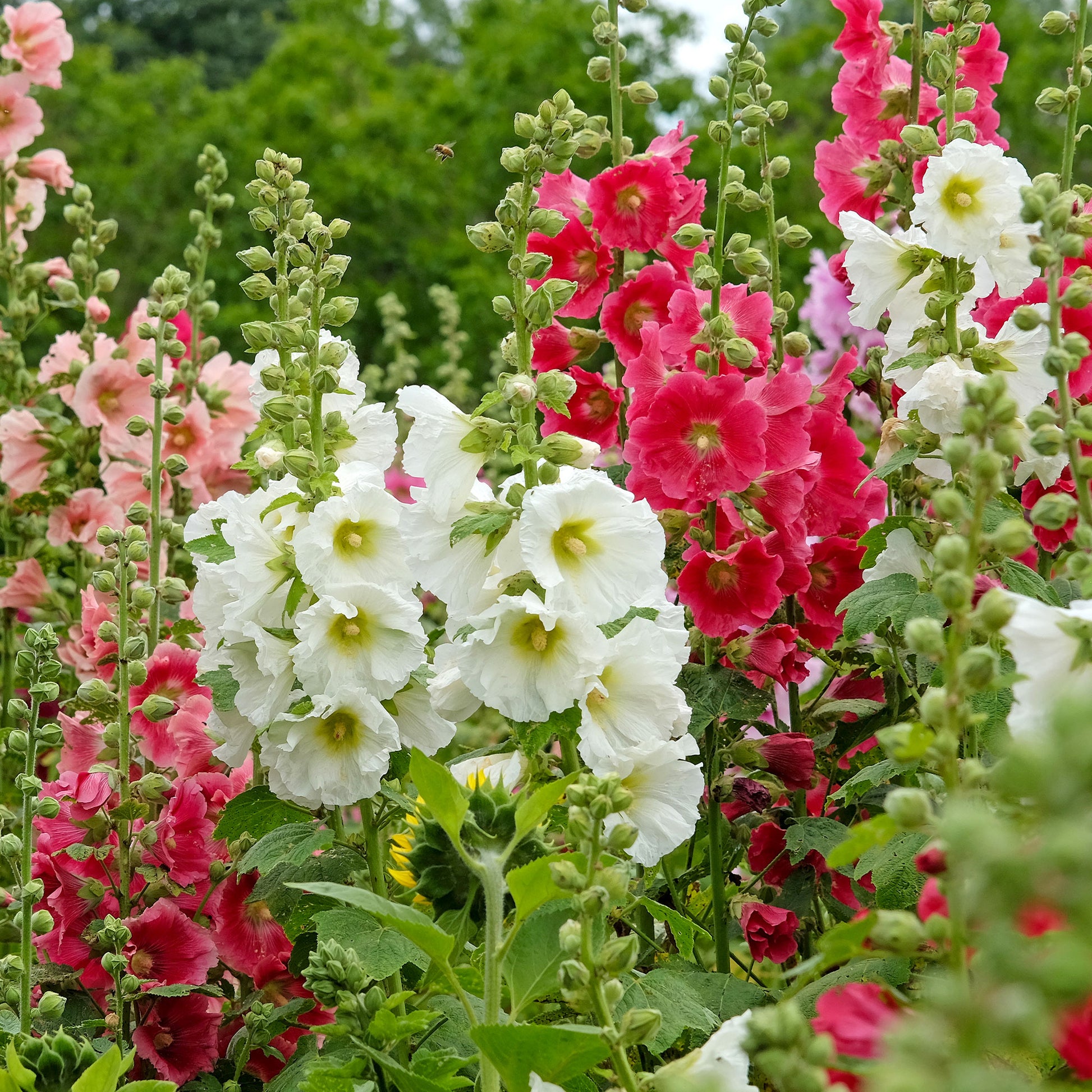 Stokroos Mix 'Antwerp' - Alcea ficifolia - Bakker