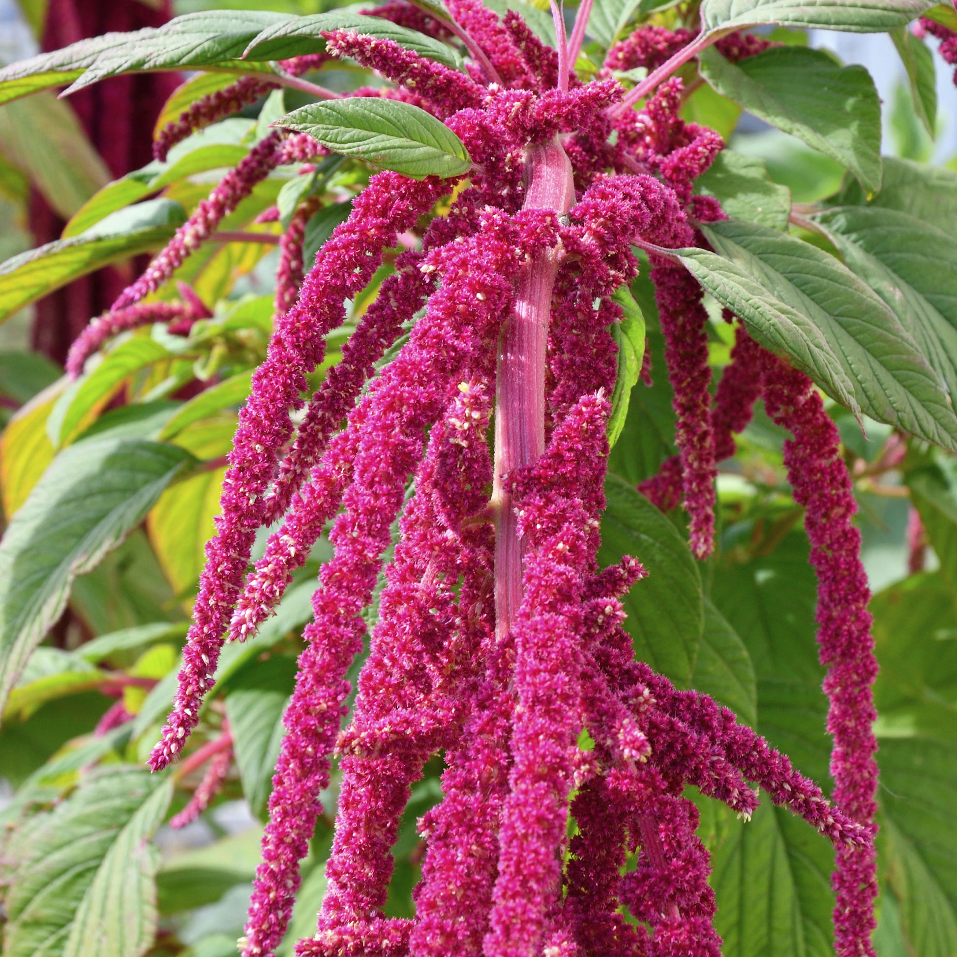 Kattenstaartamarant - Amaranthus caudatus - Bakker