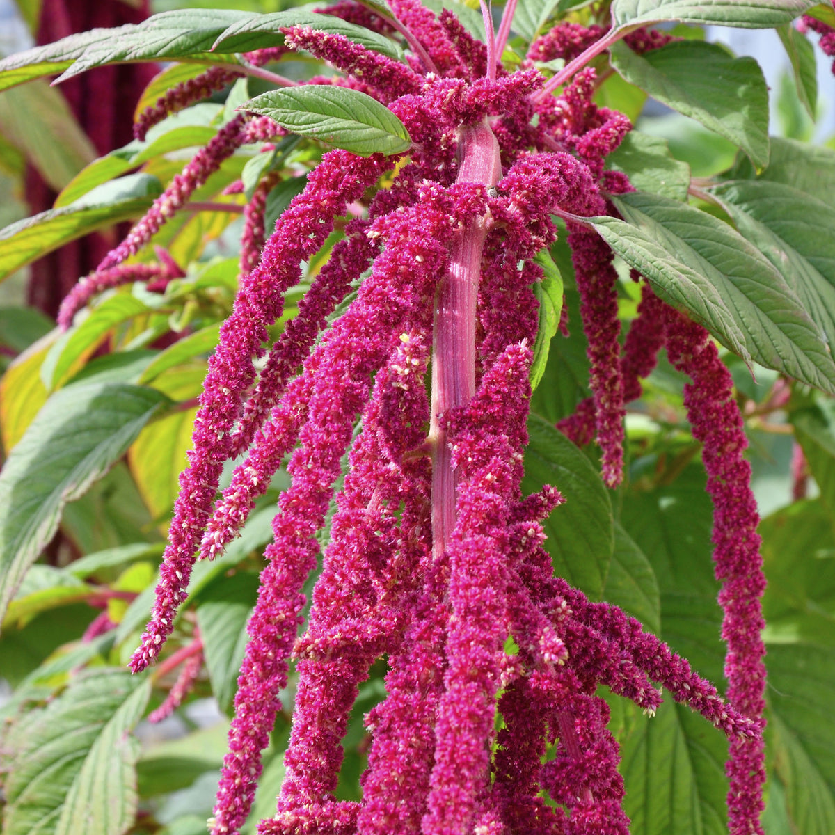 Kattenstaartamarant - Amaranthus caudatus - Bakker