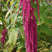 Amaranthus caudatus - Kattenstaartamarant - Eenjarige bloemzaden