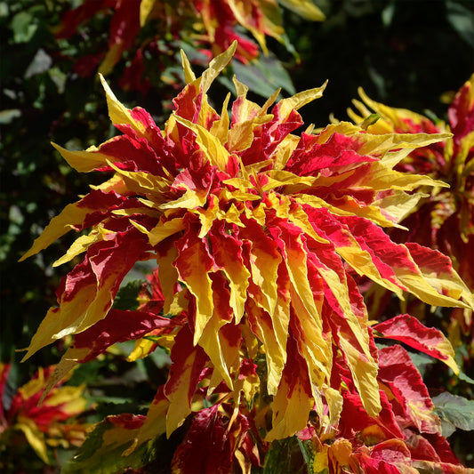 Amaranthus gangeticus - Garden Select - Bakker