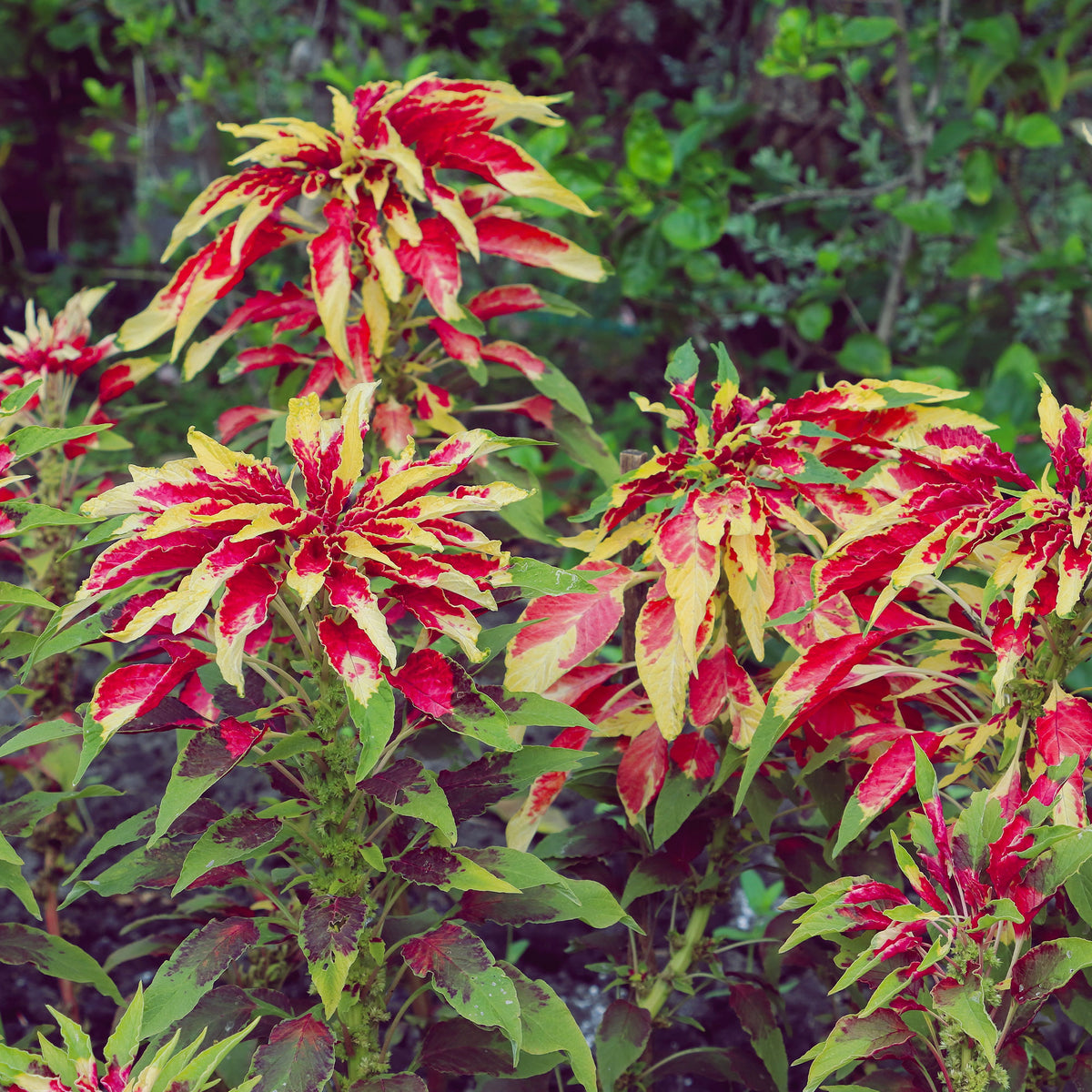 Amaranthus gangeticus Splendens Perfecta - Amaranthus gangeticus - Garden Select - Eenjarige bloemzaden
