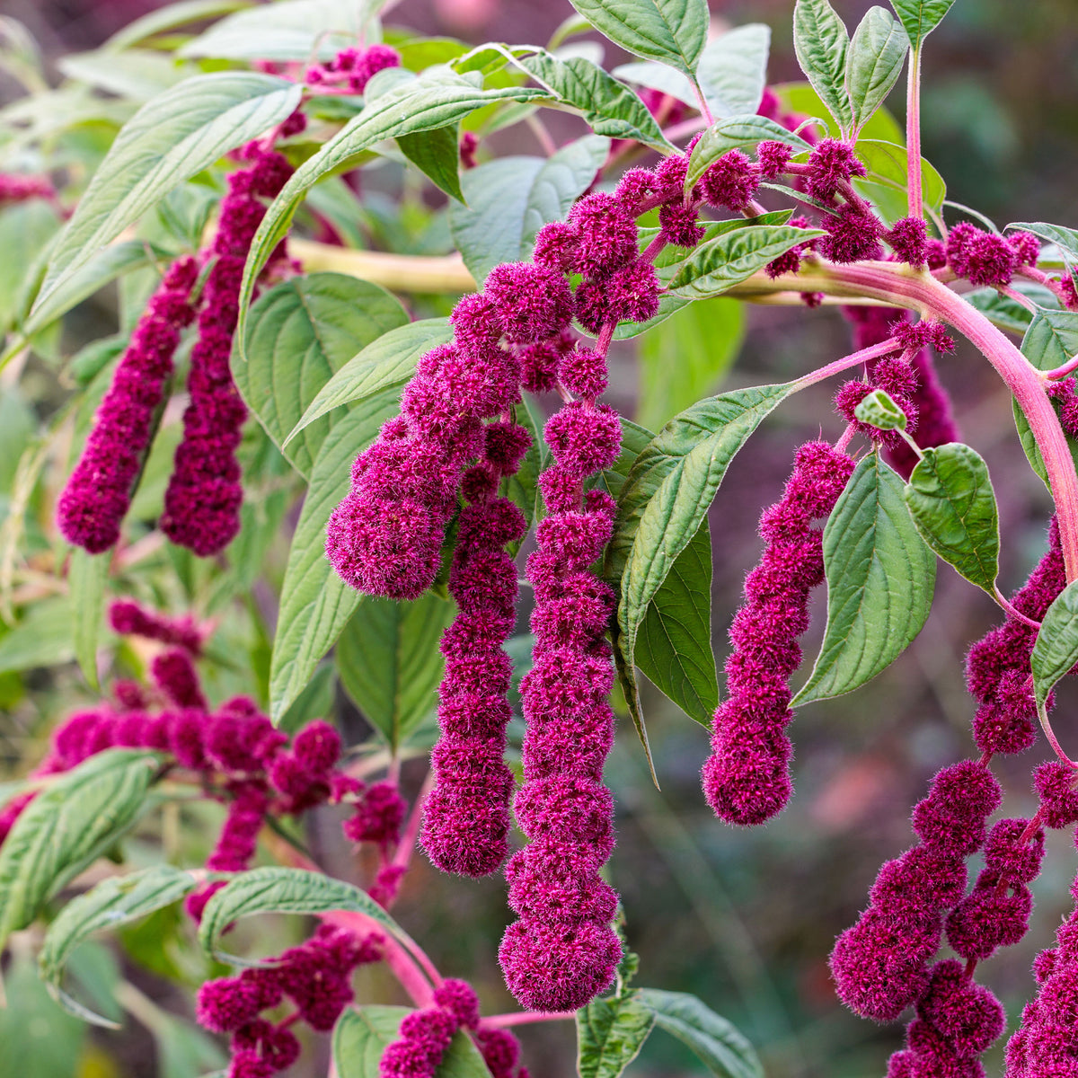 Amaranthus caudatus gibbosus - Amarante gibbosus - Dreadlocks - Eenjarige bloemzaden