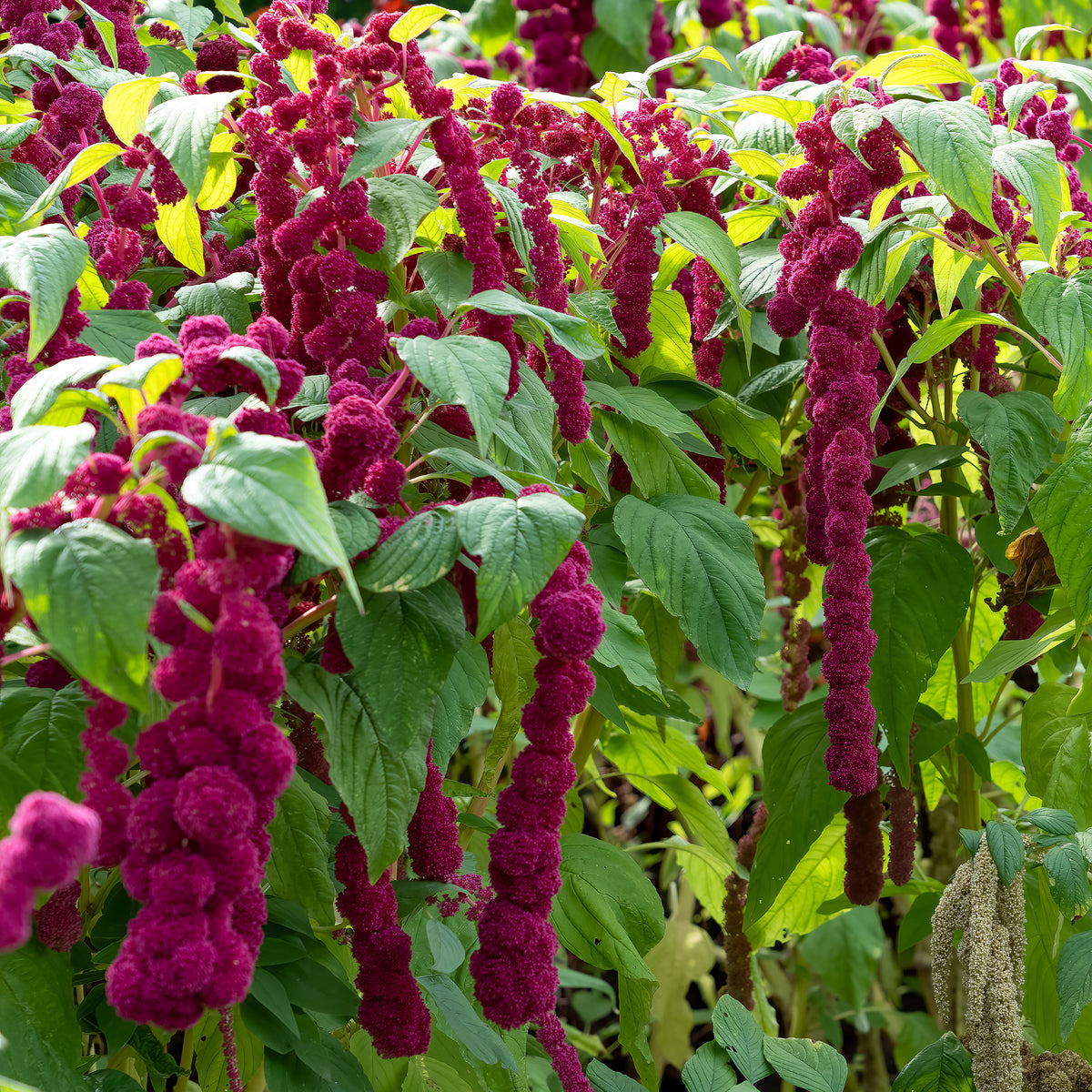 Amarante gibbosus - Dreadlocks - Bakker