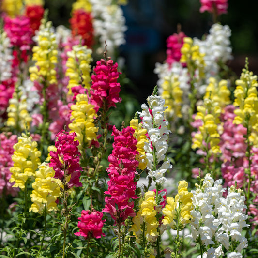 Leeuwebek Antirrhinum majus - Rainbow mix - Bakker
