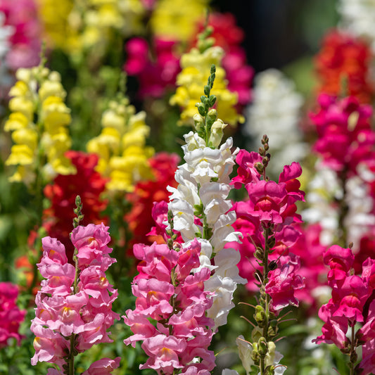 Leeuwebek Antirrhinum majus - Rainbow mix