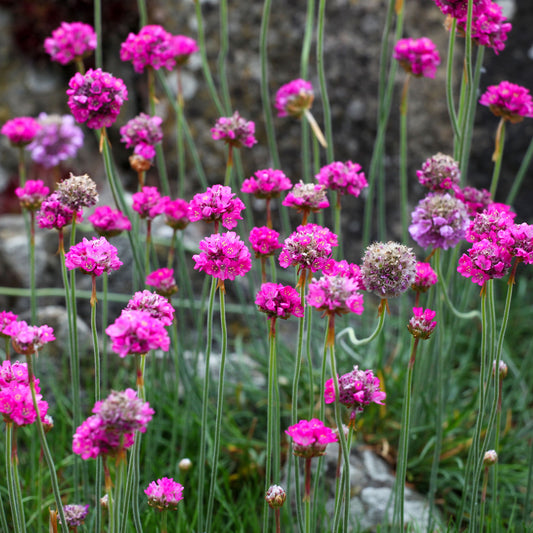 Engels gras 'Splendens' - Bakker