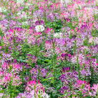 Cleome spinosa - Kattensnor Cleome Colour Fountain mix - Cleome - Kattensnor