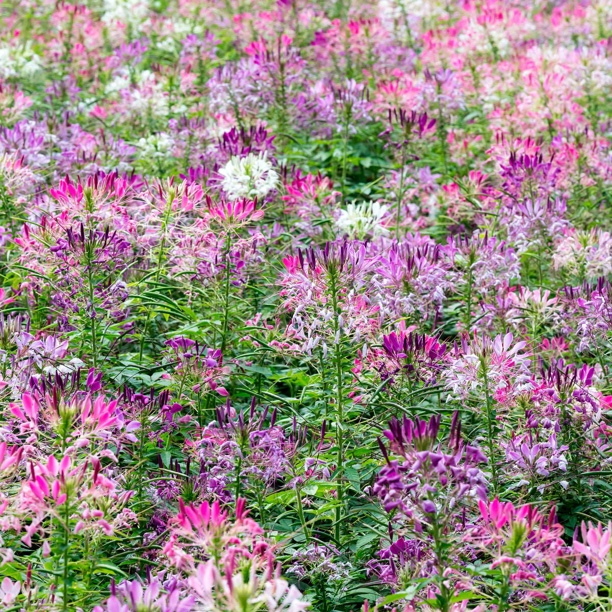Cleome spinosa - Kattensnor Cleome Colour Fountain mix - Cleome - Kattensnor