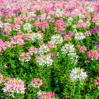 Cleome - Kattensnor - Kattensnor Cleome Colour Fountain mix - Cleome spinosa
